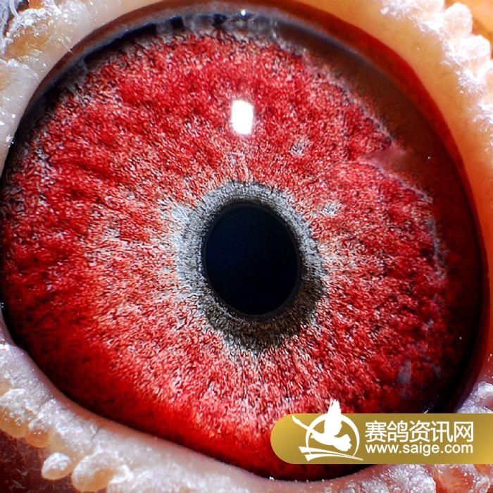 齐齐哈尔庆华国际赛鸽公棚获奖鸽照片(111-12