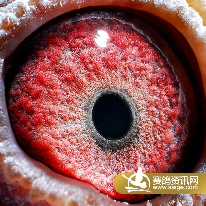 齐齐哈尔庆华国际赛鸽公棚获奖鸽照片(431-44