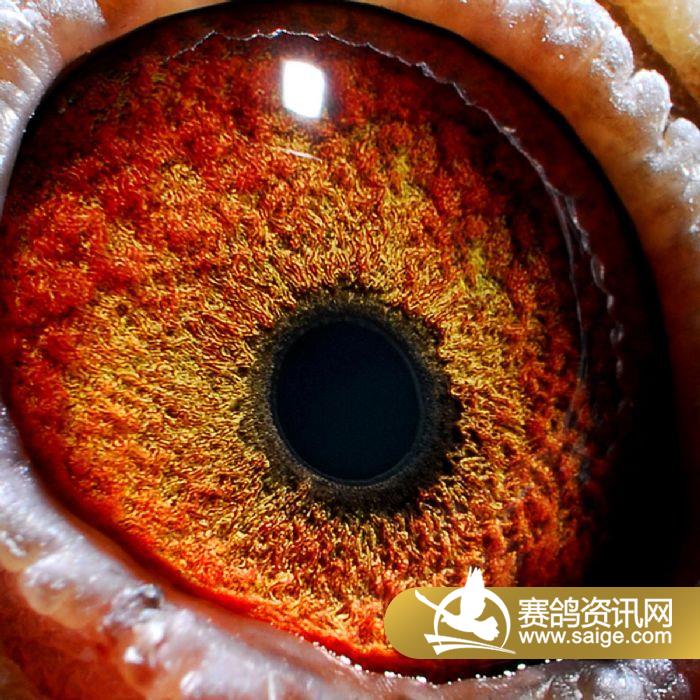 齐齐哈尔庆华国际赛鸽公棚获奖鸽照片(471-48