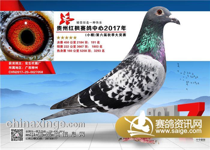 今年"宏生吹膜厂-陈志雄"送往红枫小棚参赛的幼鸽一共有 羽,并且"
