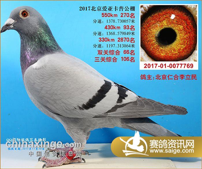 北京爱亚卡普"天王杯"决赛获奖鸽图片261-280