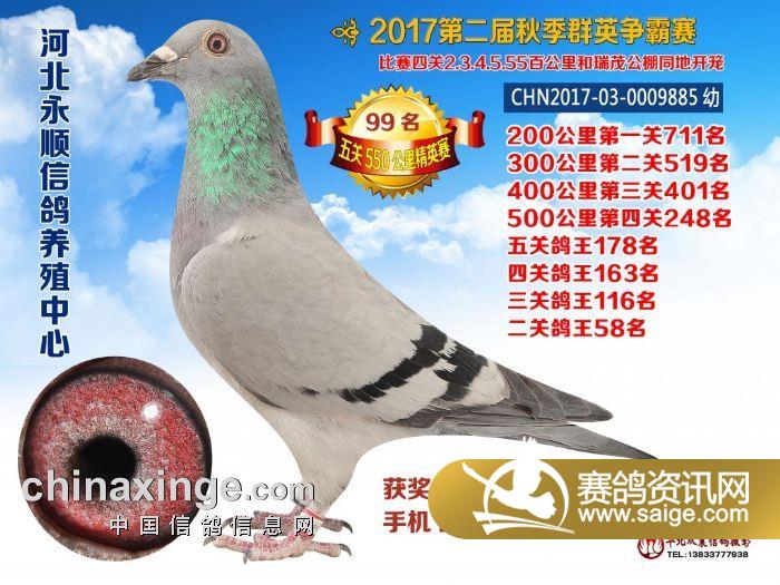 信鸽和普通鸽子能一起养吗 g_c9a207d8-a67b-41a7-af98-373b1b37b5fe.jpg