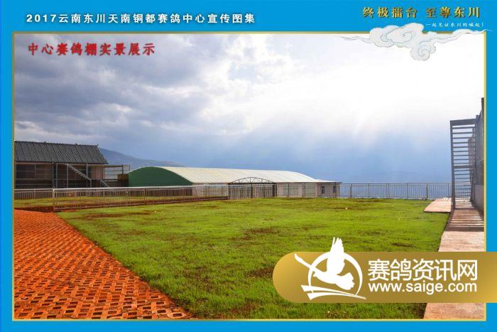 云南东川天南铜都赛鸽中心宣传片_公棚动态_云南东川