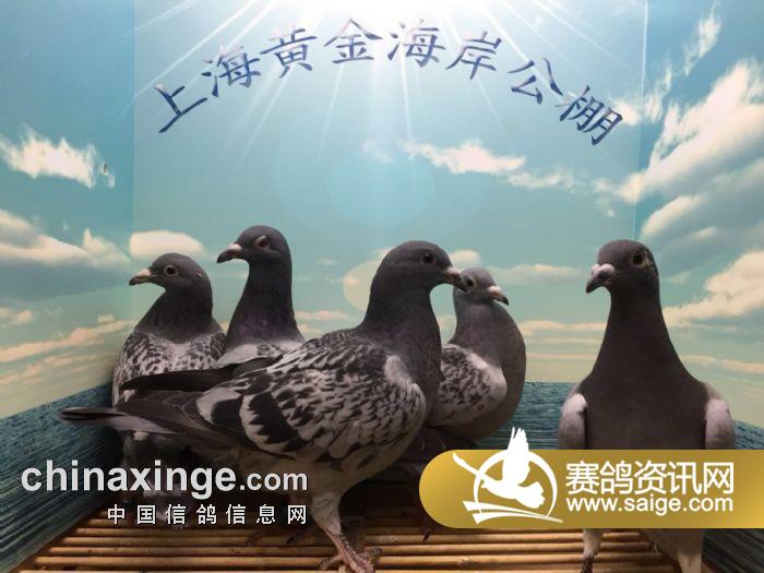上海黄金海岸秋棚3月22日集鸽入棚靓照_公棚动态_上海