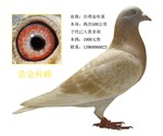 相册封面