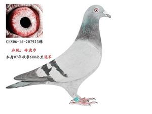 600公里冠军