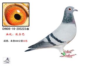 狄尔巴