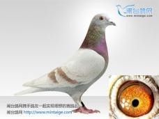 精品红轮种鸽