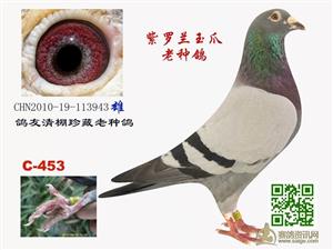 紫罗兰玉爪老种鸽(已售)