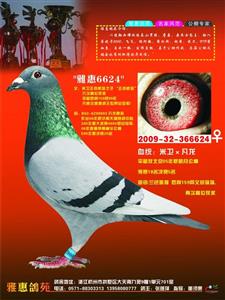 山东鸿冠鸽业铭鸽--公棚5名全妹!