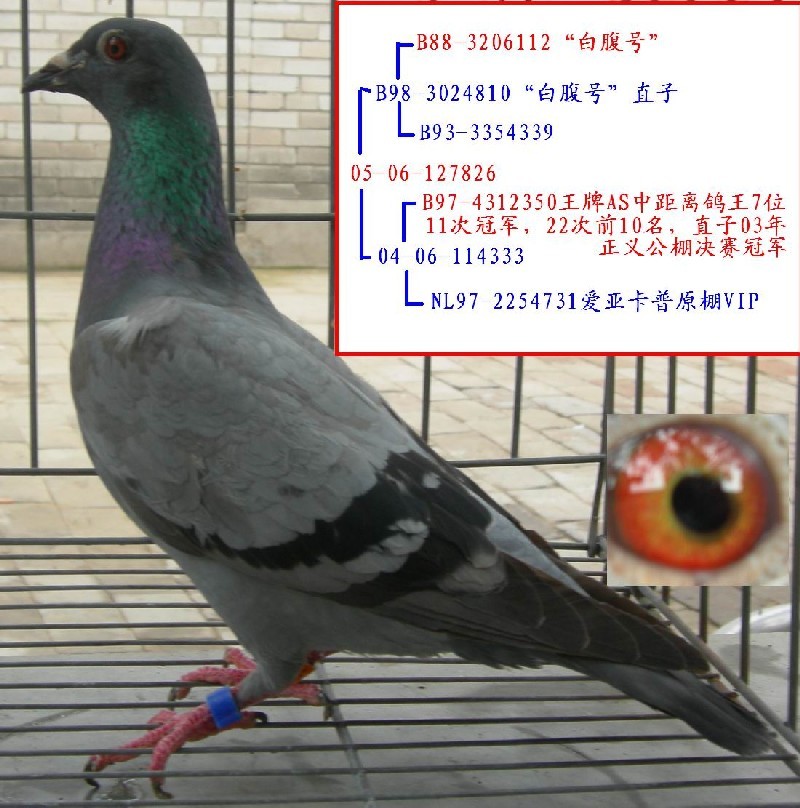 盖比大铭鸽白腹号直孙女