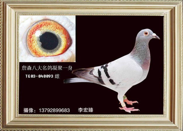 詹森八大名鸽凝聚一身
