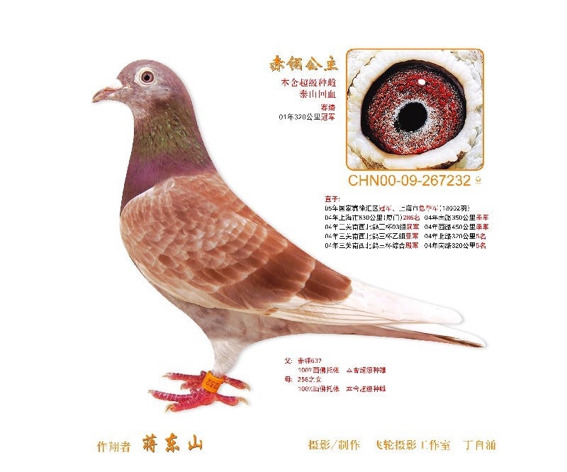 分享鸽子属性足环:00-09-267232羽色:眼砂:性别:未知血统:作育者:价格