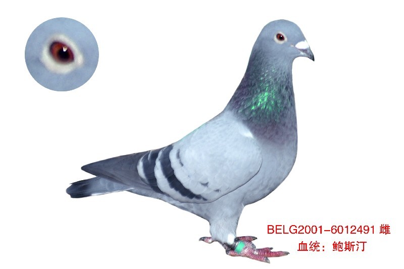 鲍斯汀小姐