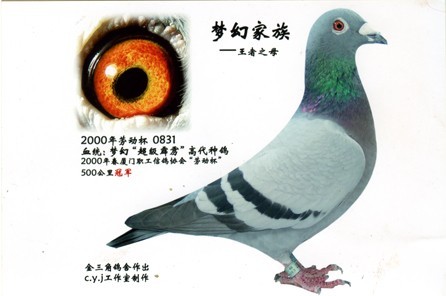 天宇28_m12_天宇赛鸽舍 - 赛鸽资讯网