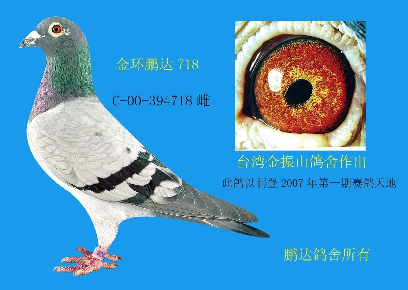 台湾金振山鸽舍作出,鹏达718,金足环._铭鸽_赛鸽资讯