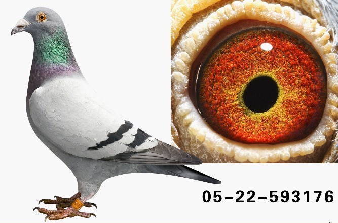 �ھ�176