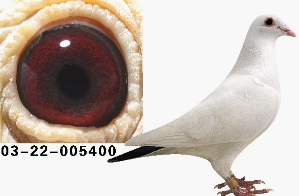 �ھ�400