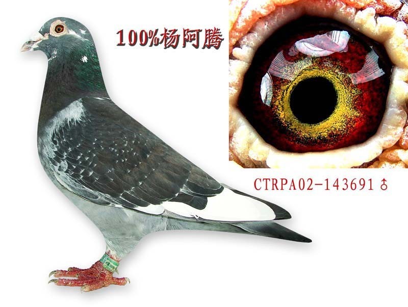 纯杨阿腾