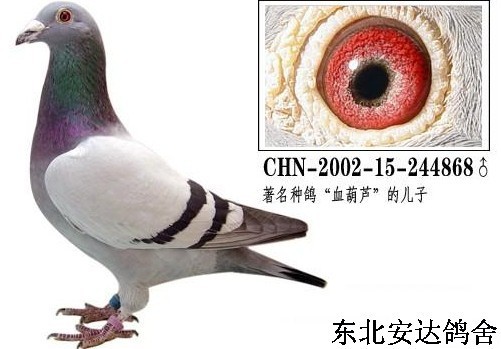 Ѫ��«֮��