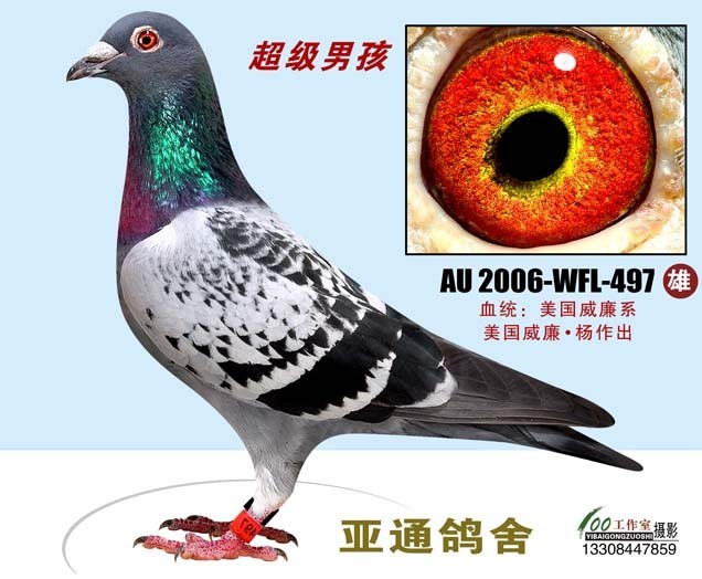 分享鸽子属性足环:au 2006-wfl-497羽色:眼砂:性别:未知血统:作育者