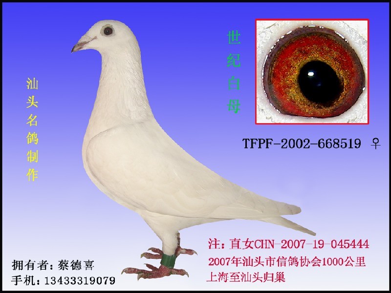 世纪白母已出售