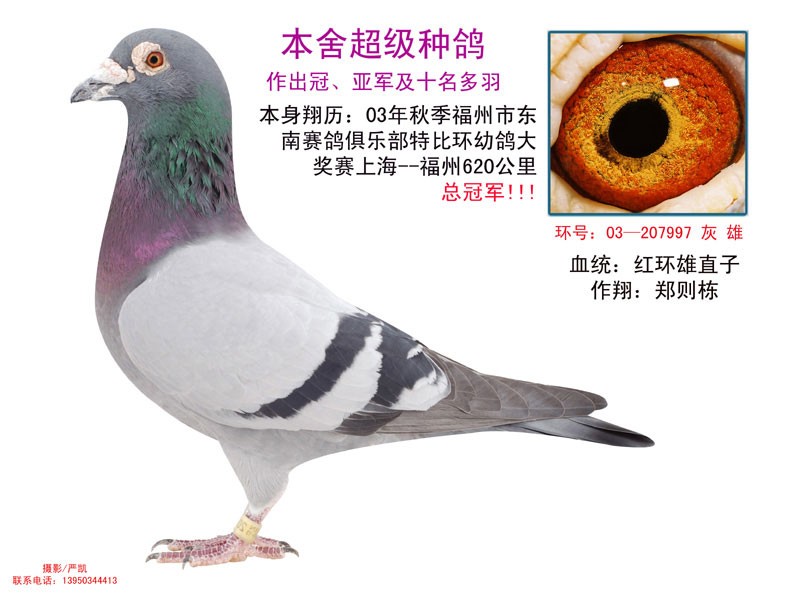 超级种鸽997_铭鸽_赛鸽资讯网