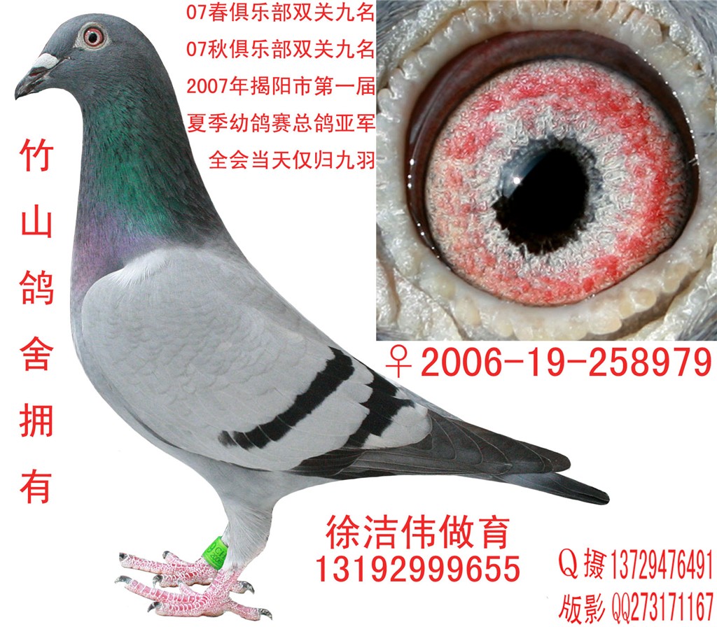 2007年夏揭阳市信鸽协会福州400公里通讯赛亚.