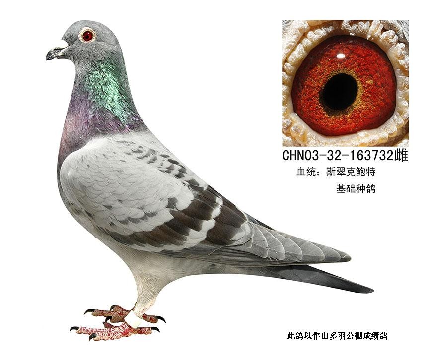 斯翠克鲍特基础种鸽
