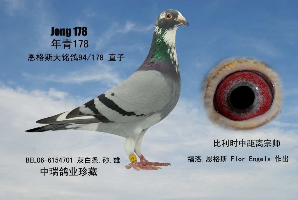 恩格斯94/178直子_m12_广西北海中瑞鸽业 - 赛鸽资讯网