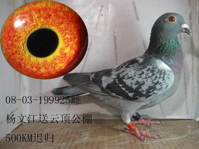 北京公棚_各地赛鸽公棚_北京信鸽公棚_北京惠