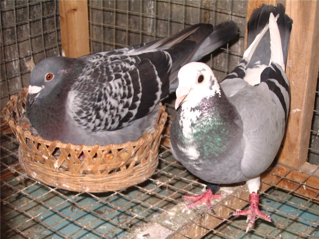 黄金配对_赛鸽资讯网商城