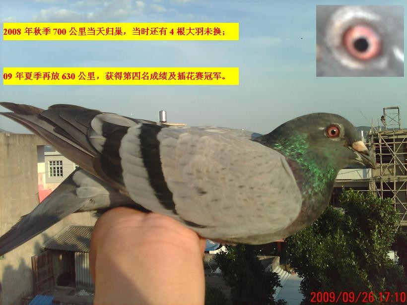 09�ļ�630�����ۺ��������廨���ھ�