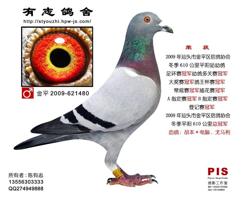 十项冠军_铭鸽_赛鸽资讯网