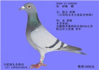 500���＾��ֱŮ