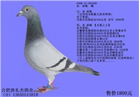 ����֮��ֱŮ