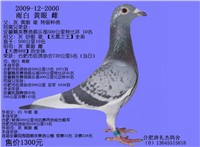 Ư��2000��