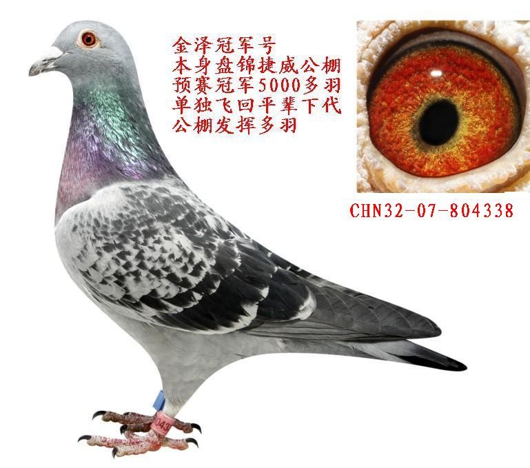 07年辽宁捷威公棚300公里冠军三关综合39名