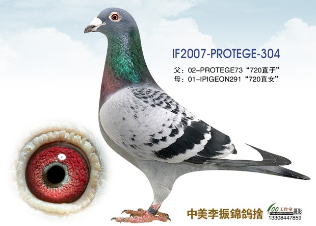 美国名鸽720后代_赛鸽资讯网商城