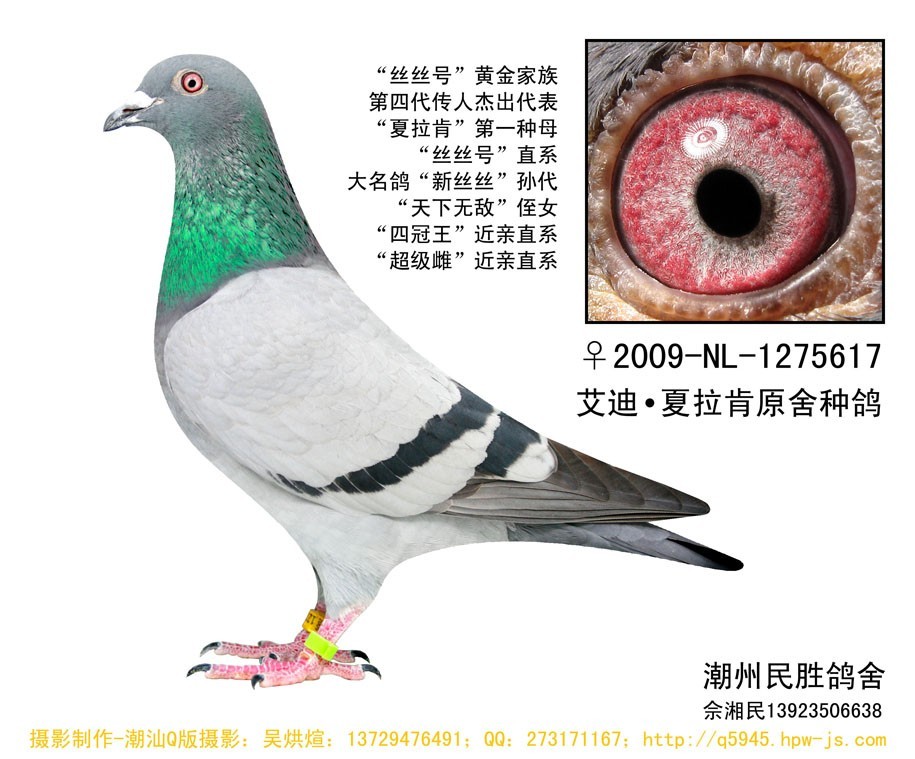 ������-˿˿617