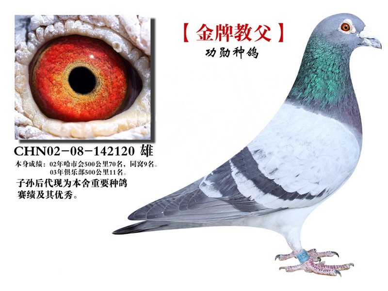 马克罗森斯
