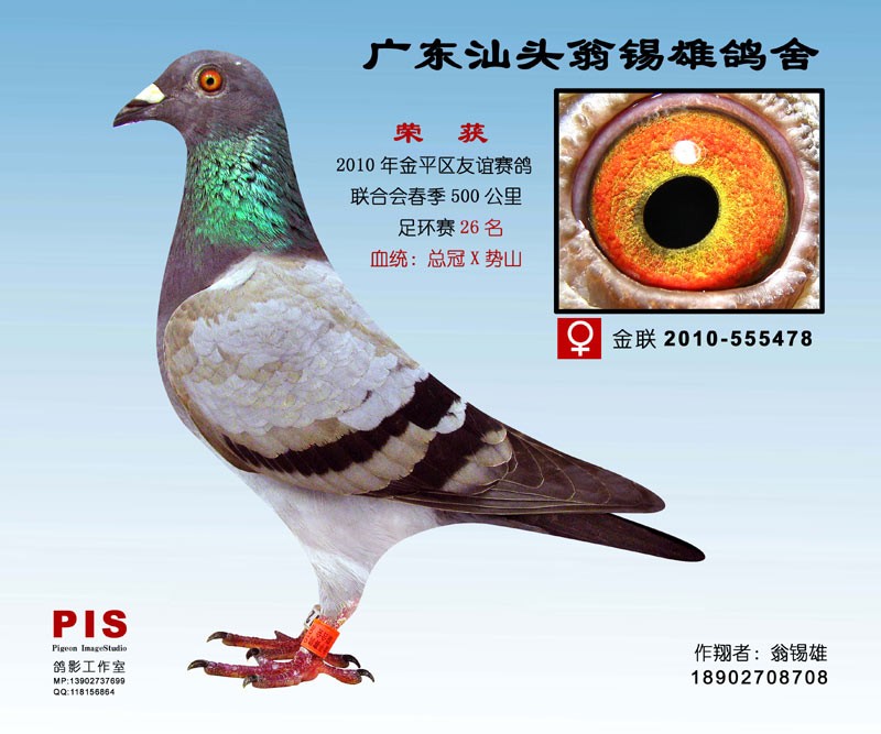 信鸽特征 足环:金联2010-555478 性别:未知 血统:总冠x势山 羽色