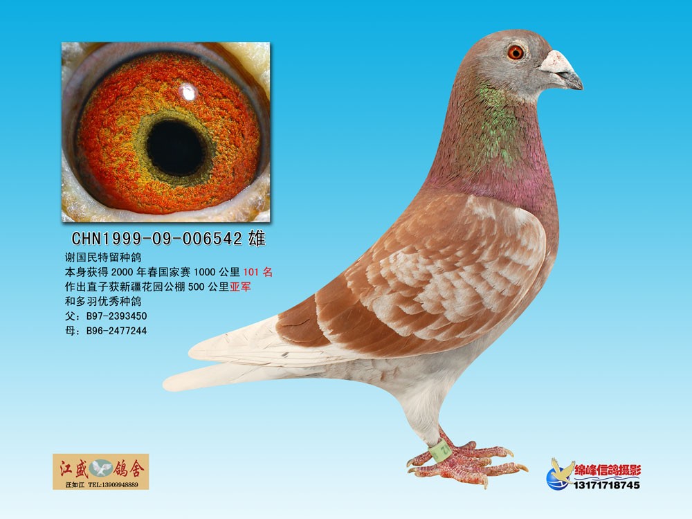 ������˧