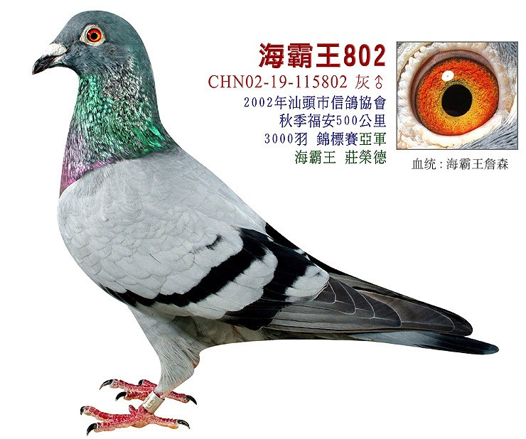 2002＾ͷŸЭ500