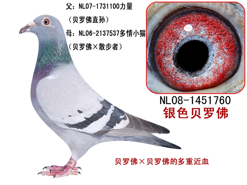 贝罗佛×贝罗佛的多重近血 父:NL07-1731100力量 (贝罗佛直孙) 母:NL06-2137537多情小猫 (贝罗佛×散步者) 2010年最新赛绩 国家赛 1.中国第七届幼鸽联赛500公里级荣获全国第4、9、20名 (广州 罗剑星) 广东省 1.2010年春季四关豪华组资格赛第一站荣获4、5、8、9、10、12名(广州 罗剑星) 2.