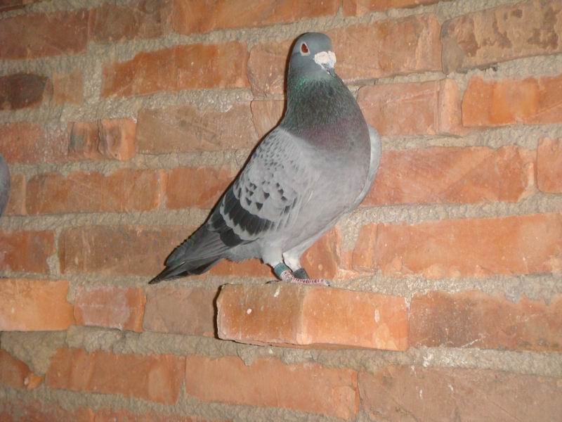 詹森019_相册_福 州 陆 风 鸽 苑