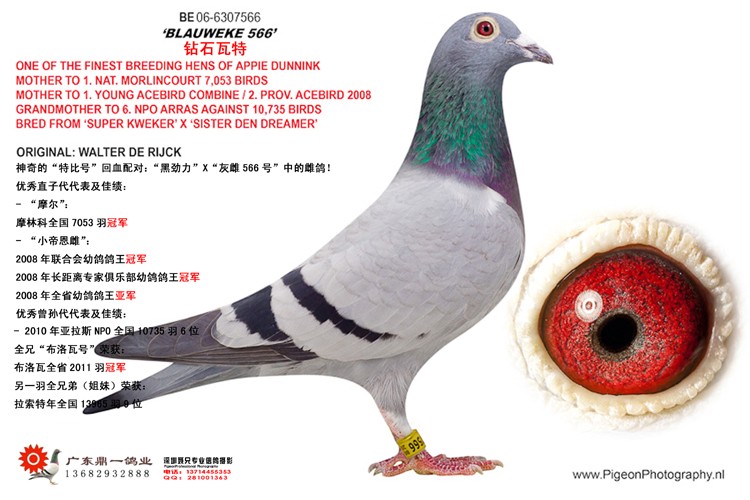 钻石瓦特最高品质的种母瓦特原舍红遍全球缔造