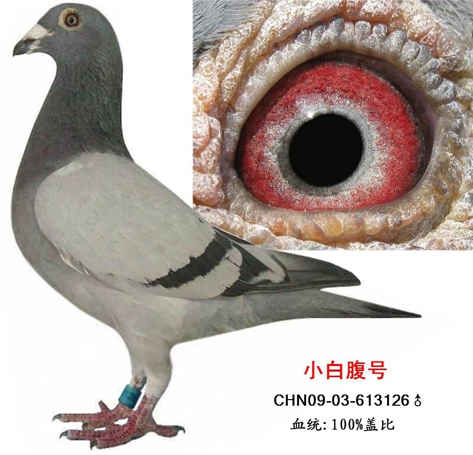 小白腹号
