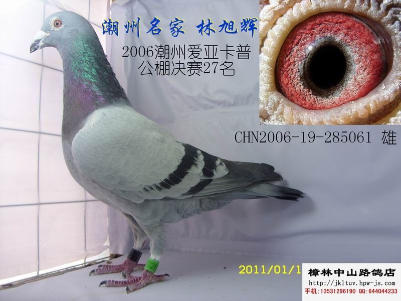 潮州名家林旭辉
