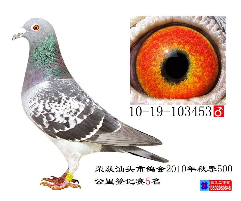 信鸽特征 足环:10-19-103453 性别:♂雄鸽 血统: 羽色:雨点